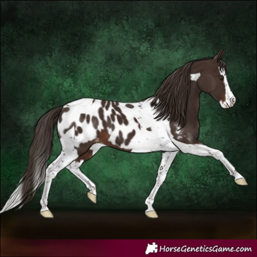Horse Color:Liver Chestnut Splash Tobiano Near Leopard