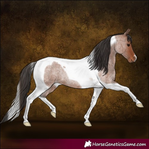 Horse Color:Bay Roan Tobiano Rabicano
