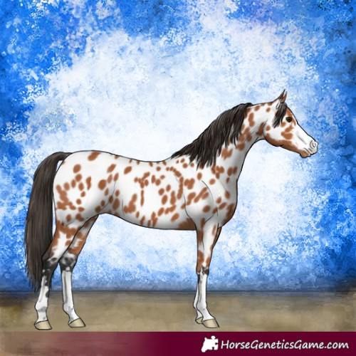 Horse Color:Bay Near Leopard