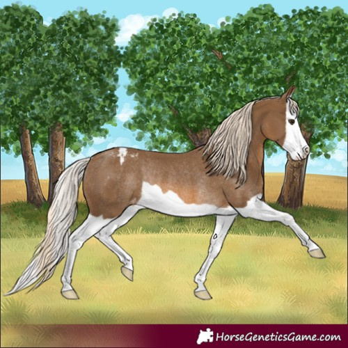 Horse Color:Chocolate Palomino Splash Varnish Rabicano