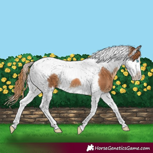 Horse Color:Chestnut Splash Tobiano 