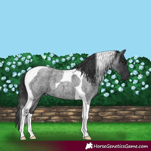 Horse Color:Blue Roan Tobiano
