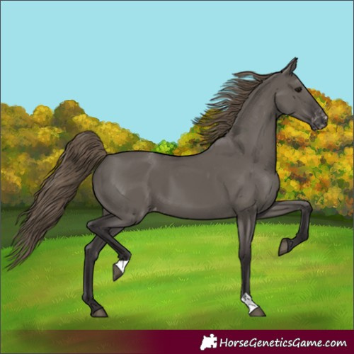 Horse Color:Unknown