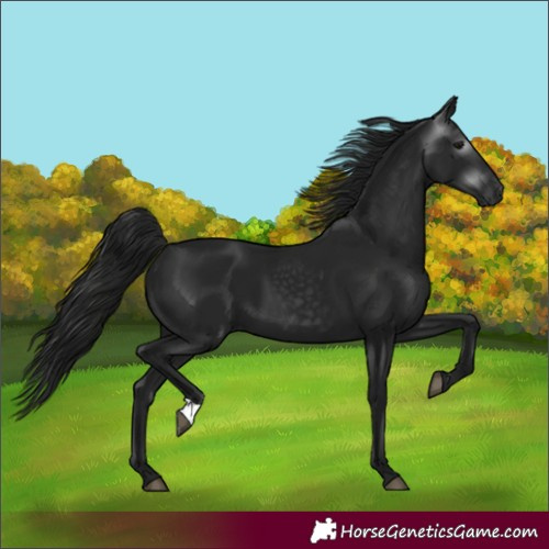 Horse Color:Unknown 