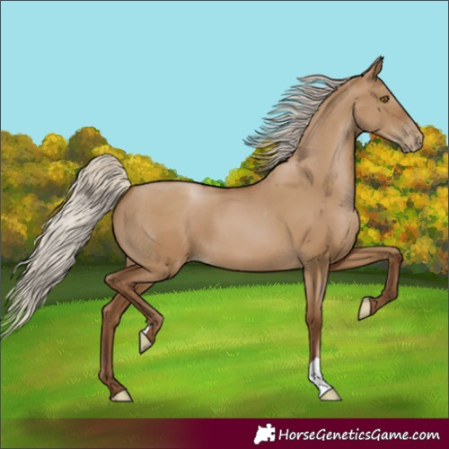 Horse Color:Gray Silver Grullo Pearl