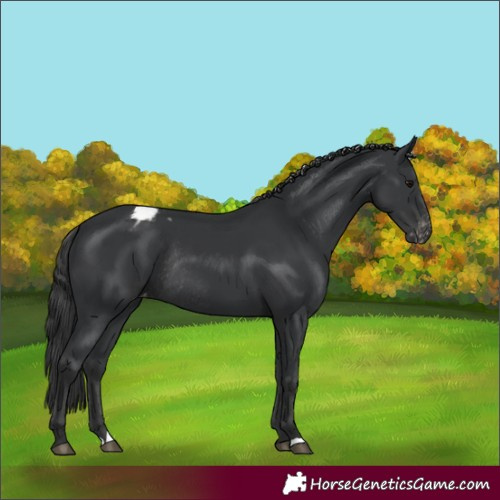 Horse Color:Black Blanket Rabicano