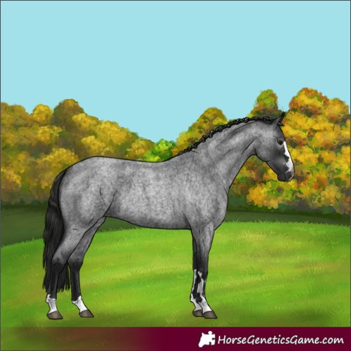 Horse Color:Gray Blue Roan 