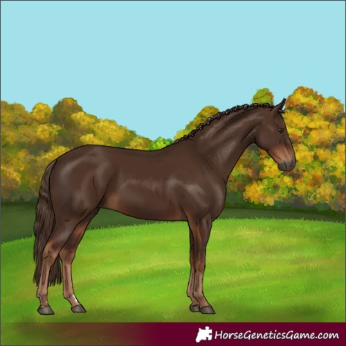 Horse Color:Gray Chestnut 
