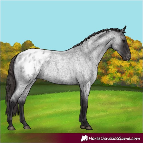 Horse Color:Smoky Blue Roan Varnish 