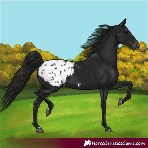 Horse Color:Gray Black Blanket