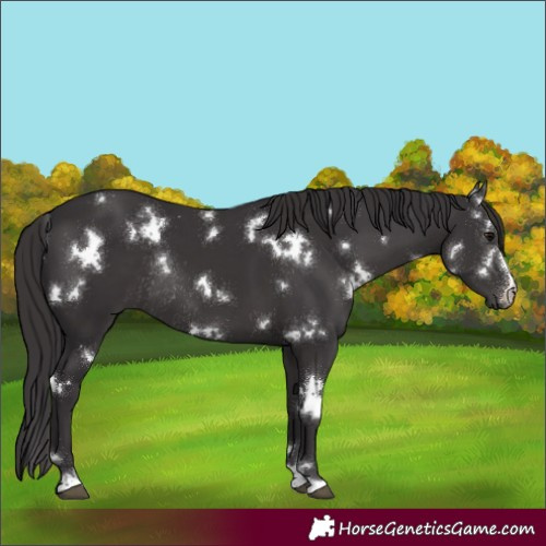 Horse Color:White Spotted Smoky Black Rabicano