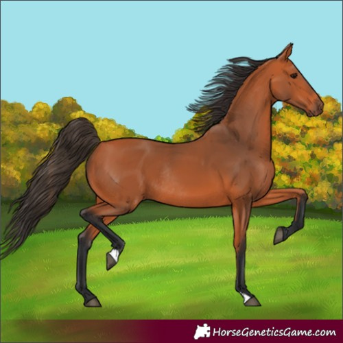 Horse Color:Bay Rabicano