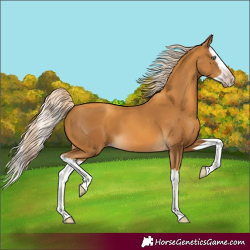 Horse Color:Unknown 