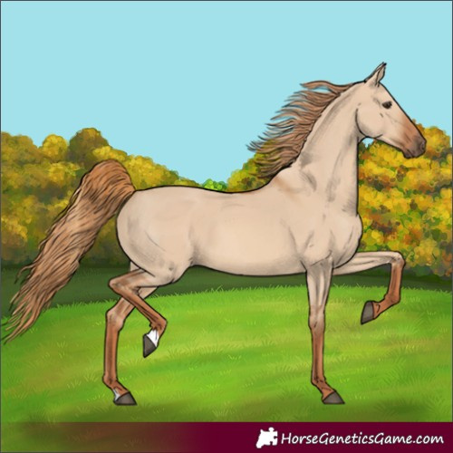 Horse Color:Red Dun