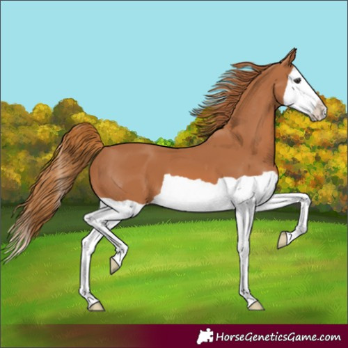 Horse Color:Chestnut Splash 