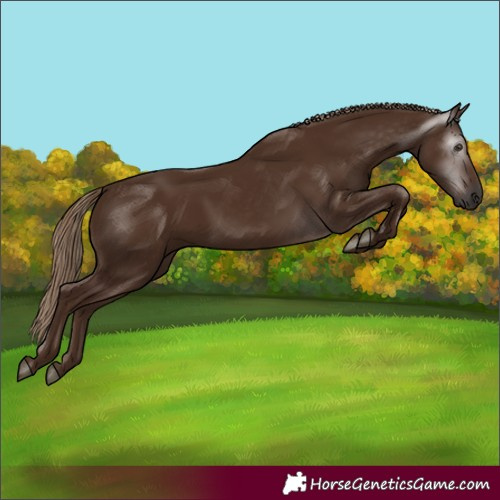 Horse Color:Gray Chestnut 