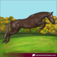 Horse Color:Gray Chestnut 