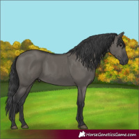 Horse Color:Grullo 