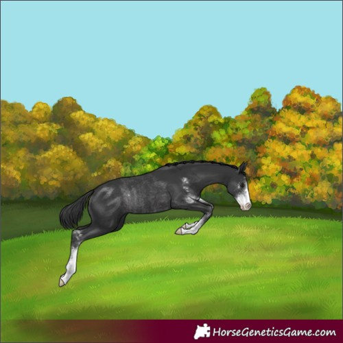 Horse Color:Black Sabino Rabicano 