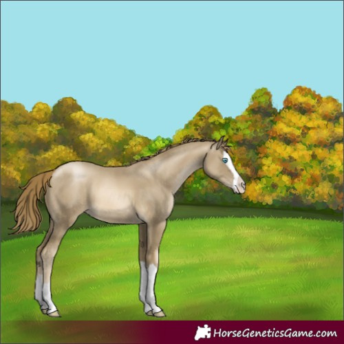Horse Color:Smoky Black Pearl Splash 