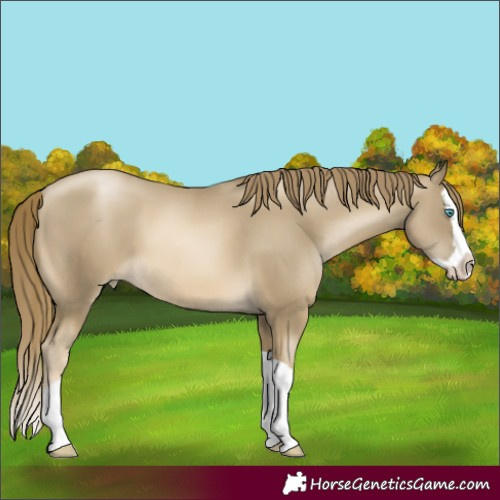 Horse Color:Smoky Black Pearl Splash 