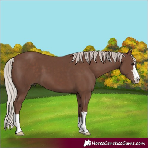 Horse Color:Silver Black