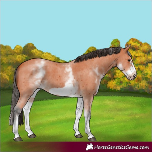 Horse Color:White Spotted Bay Sabino Frame