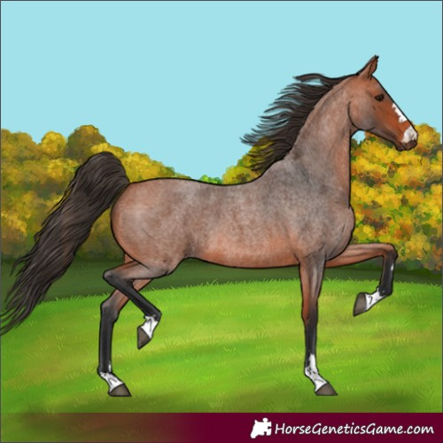 Horse Color:Unknown 