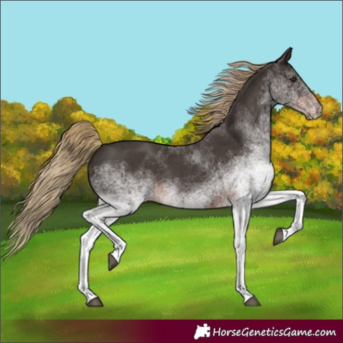 Horse Color:Unknown 