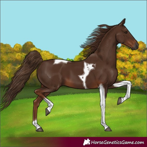 Horse Color:Gray Chestnut Tobiano