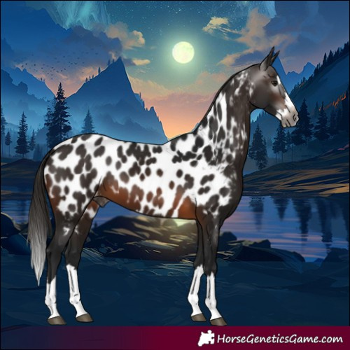 Horse Color:Gray Bay Splash Near Leopard