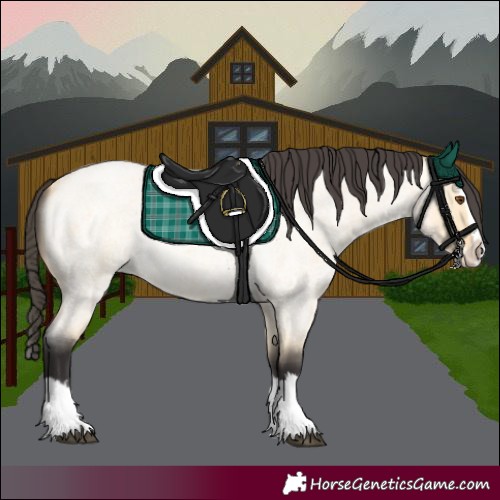Horse Color:Buckskin Roan Dun Splash