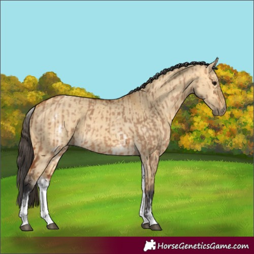 Horse Color:White Spotted Bay Dun Rabicano  and White Spotted Buckskin Dun Rabicano 