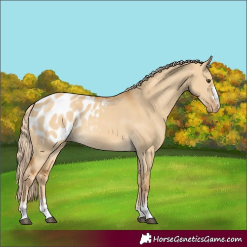 Horse Color:Palomino Dun Blanket 