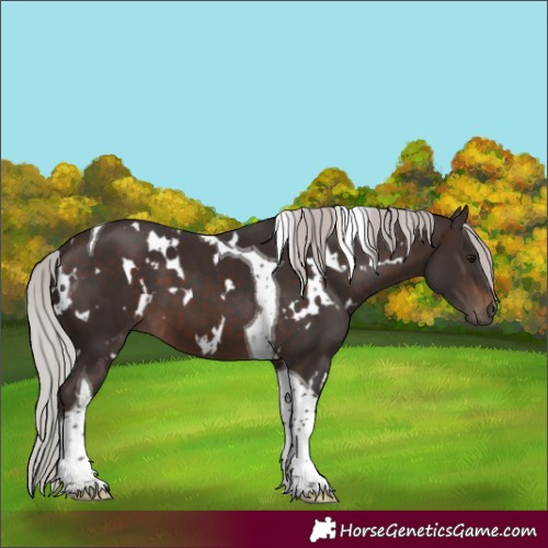 Horse Color:White Spotted Silver Brown Tobiano