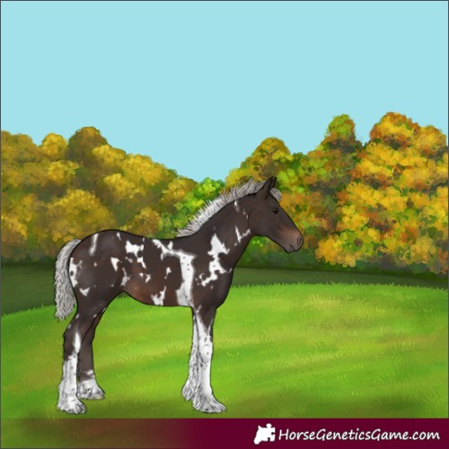 Horse Color:White Spotted Silver Brown Tobiano 