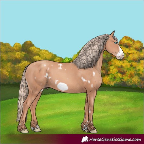 Horse Color:White Spotted Gold Champagne Frame