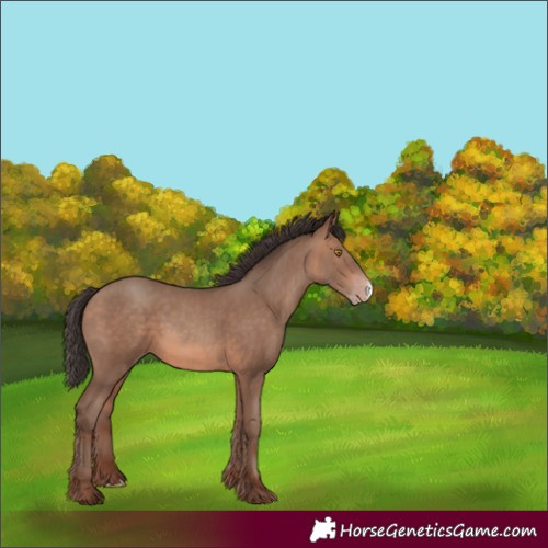 Horse Color:Sable Champagne Frame
