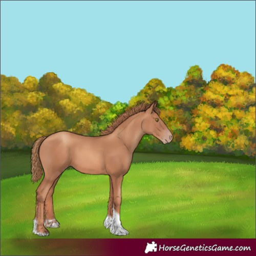 Horse Color:Gold Champagne Tobiano