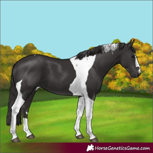 Horse Color:Smoky Black Tobiano 