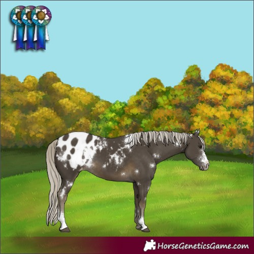 Horse Color:White Spotted Silver Smoky Black Sabino Blanket