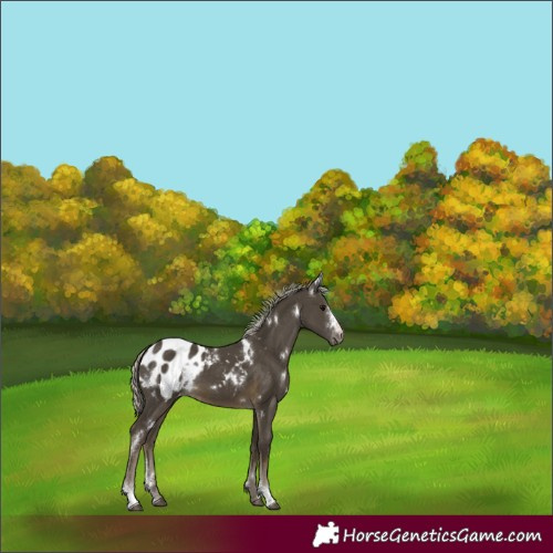Horse Color:White Spotted Silver Smoky Black Sabino Appaloosa 