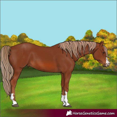 Horse Color:Chestnut 