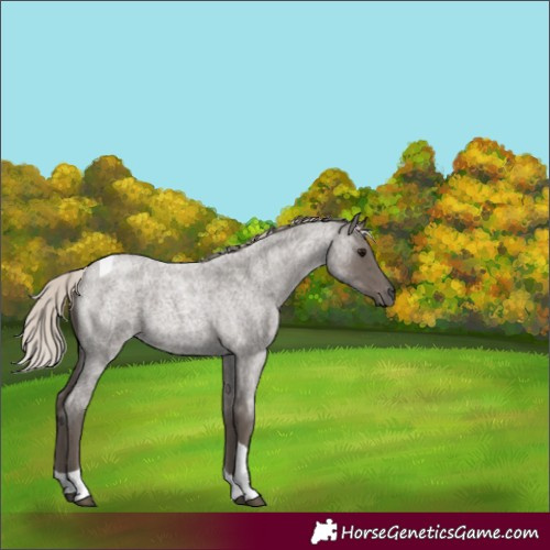 Horse Color:Silver Blue Roan Tobiano 