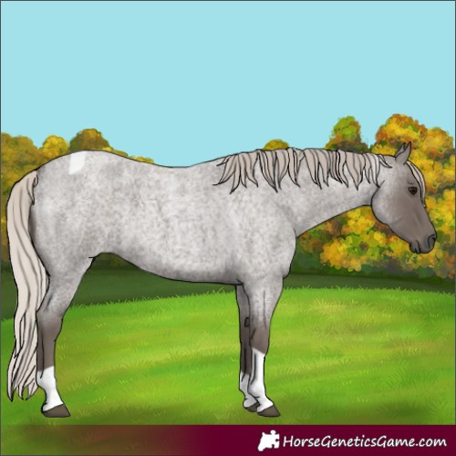 Horse Color:Silver Blue Roan Tobiano