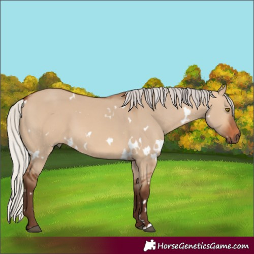 Horse Color:White Spotted Silver Bay Dun 