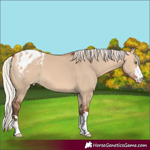Horse Color:Silver Bay Dun Varnish