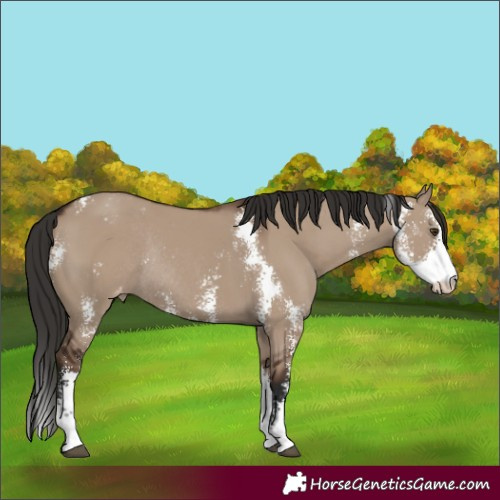 Horse Color:Liver Red Dun Sabino Varnish Rabicano