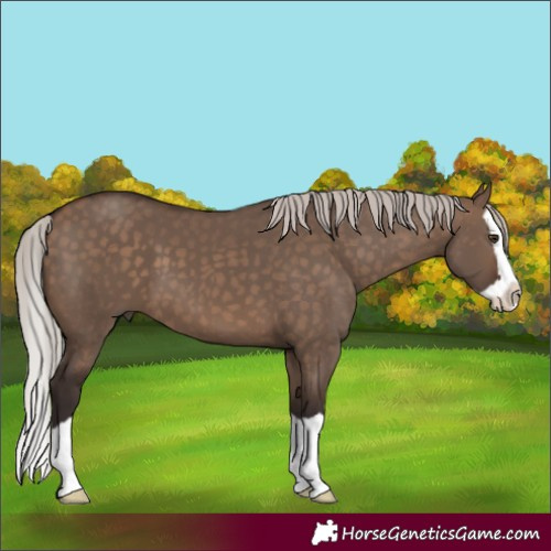 Horse Color:Silver Brown Dun Splash