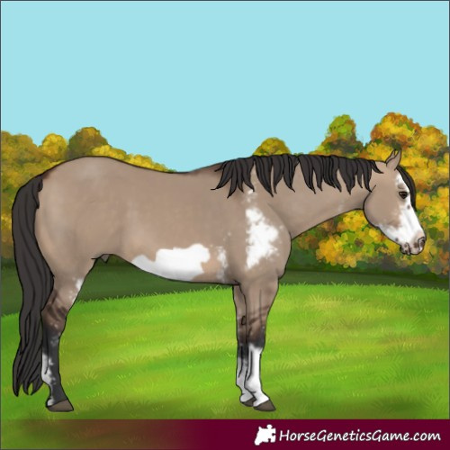 Horse Color:Brown Dun Sabino Frame Rabicano